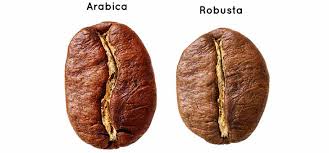 Diferencias entre cafe arabica y robusta