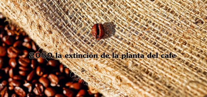 extincion cafe